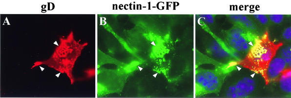 FIG. 11.