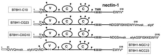 FIG. 1.