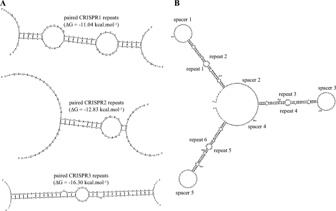 Diversity, Activity, and Evolution of CRISPR Loci in Streptococcus ...