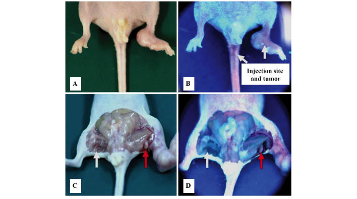 Figure 4.