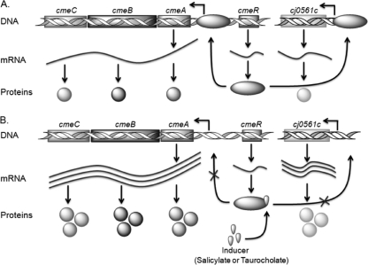 Fig. 6.