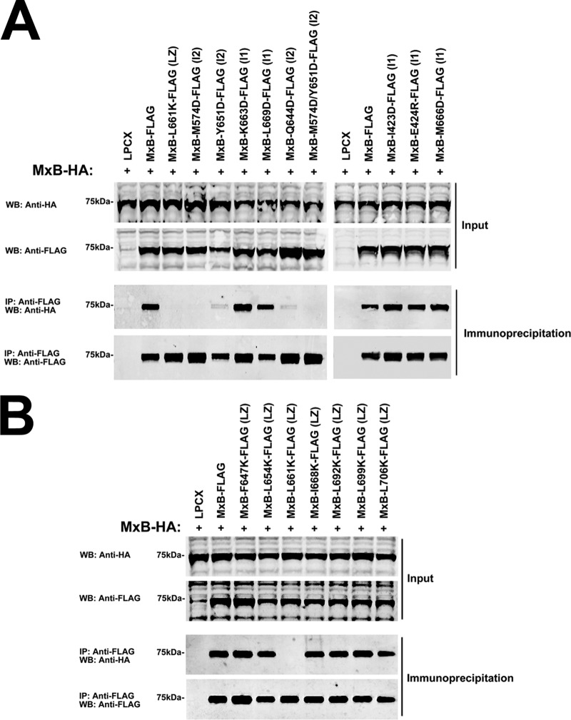 FIG 2