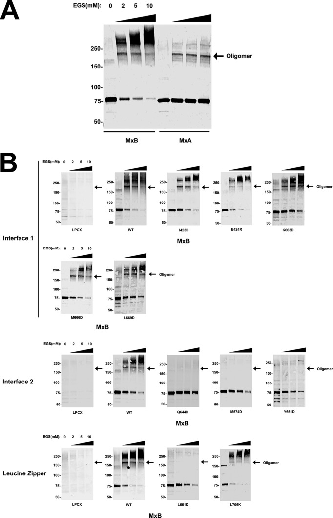 FIG 3