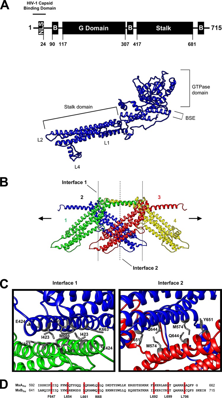 FIG 1