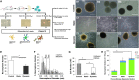 <b>FIG. 1.</b>