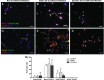 <b>FIG. 2.</b>