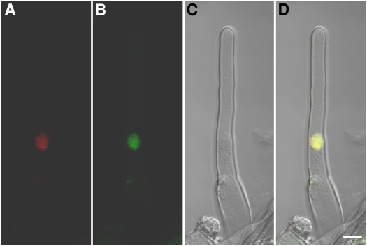 Figure 7.