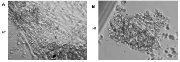 Supporting Figure 1