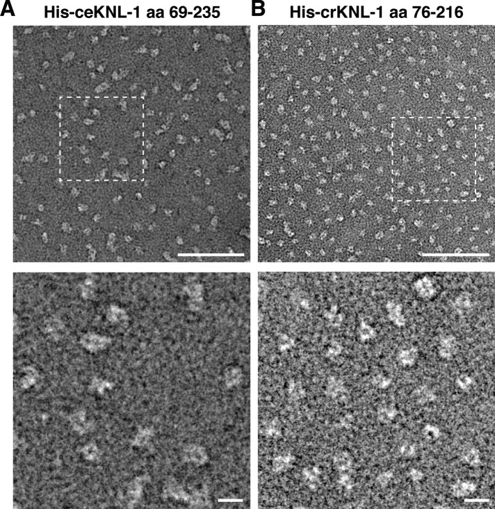 FIGURE 3: