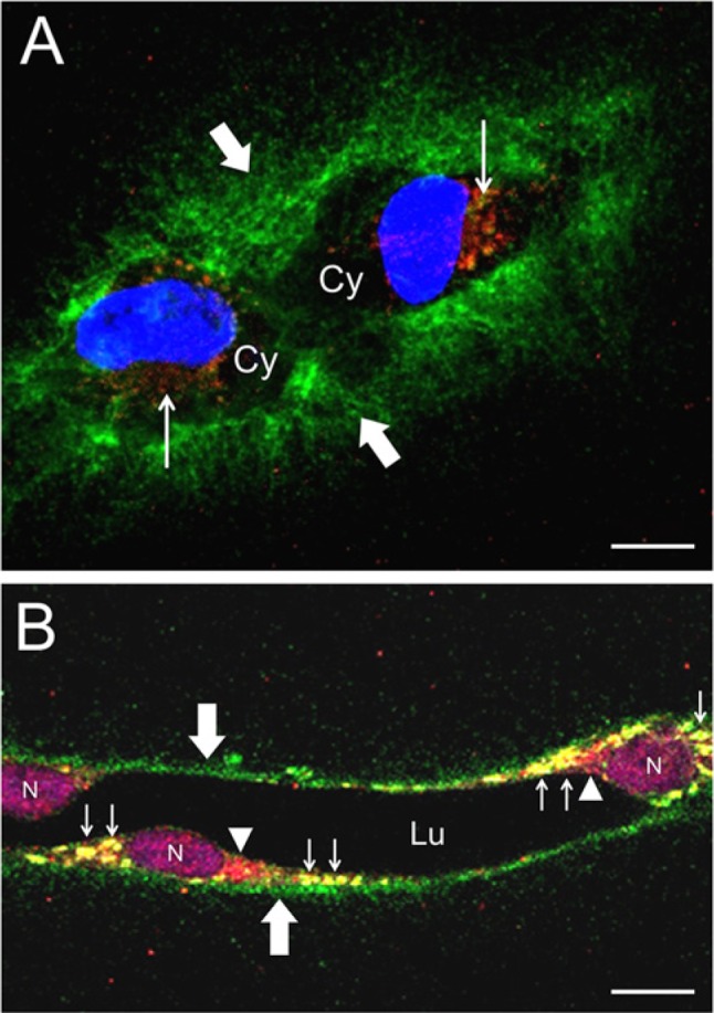 Figure 6.