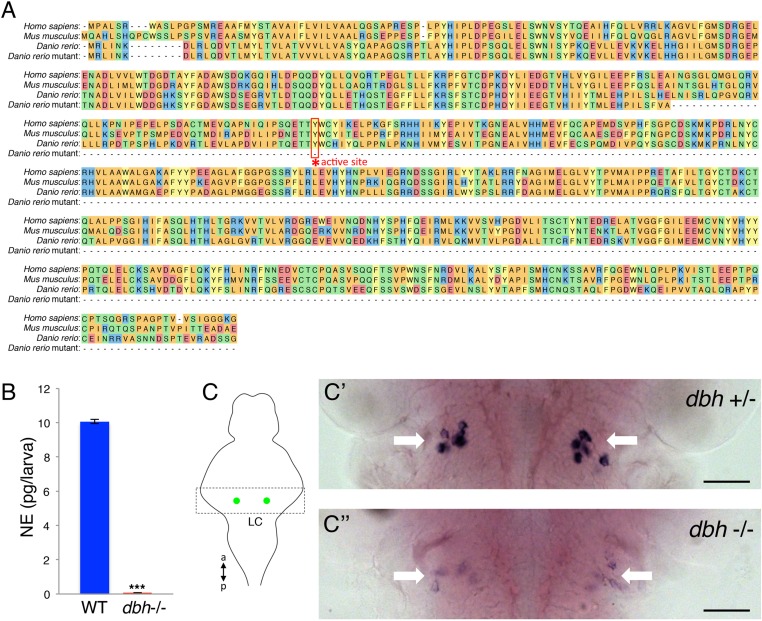 Figure 2—figure supplement 1.