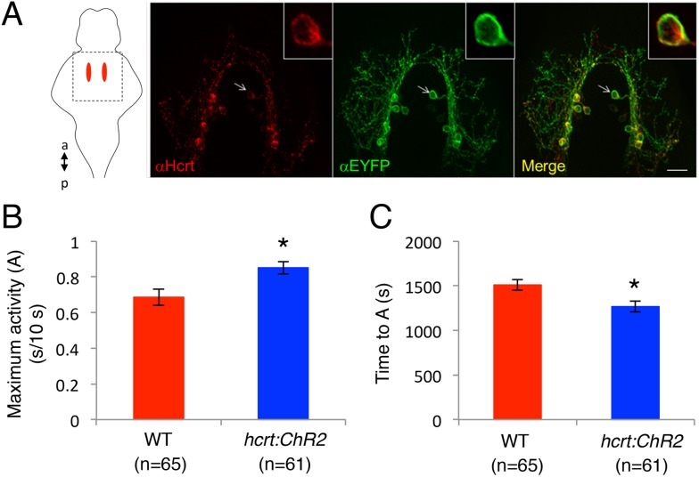 Figure 5—figure supplement 1.