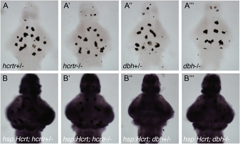 Figure 4—figure supplement 4.