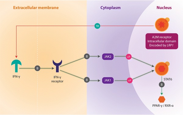 Figure 2