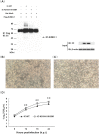 FIG 10