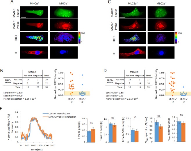 Figure 3—figure supplement 1.