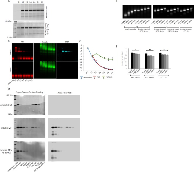 Figure 1—figure supplement 1.