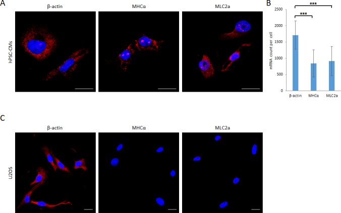 Figure 4—figure supplement 1.