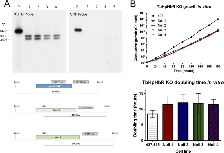 Figure 4—figure supplement 3.