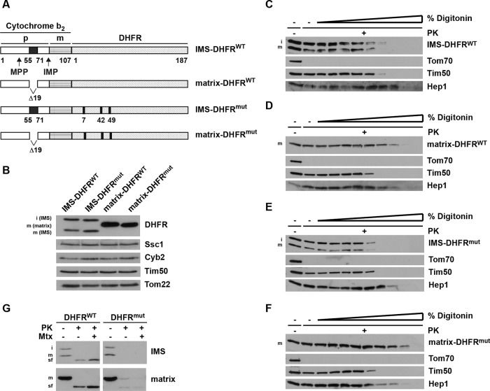 FIGURE 1: