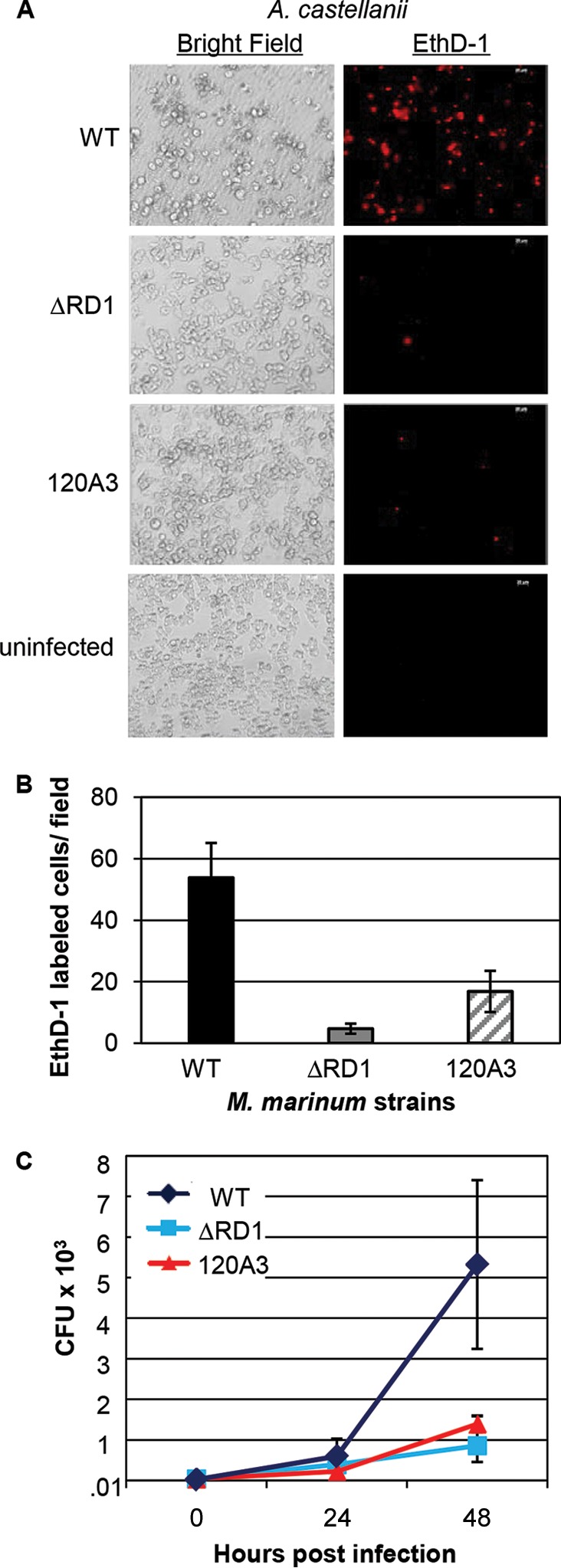 FIG 1