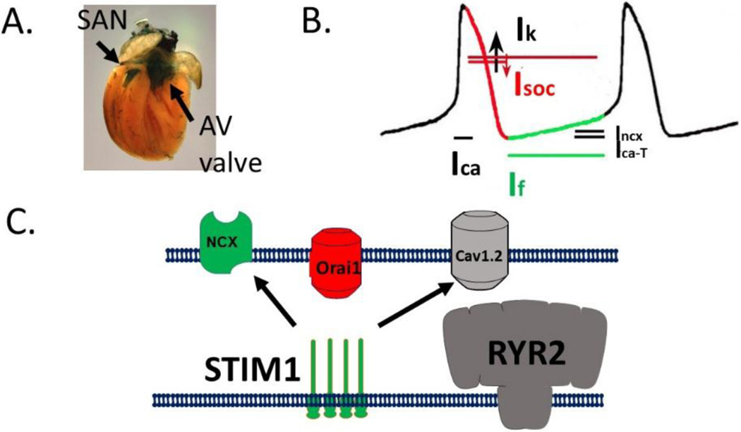 Figure 3: