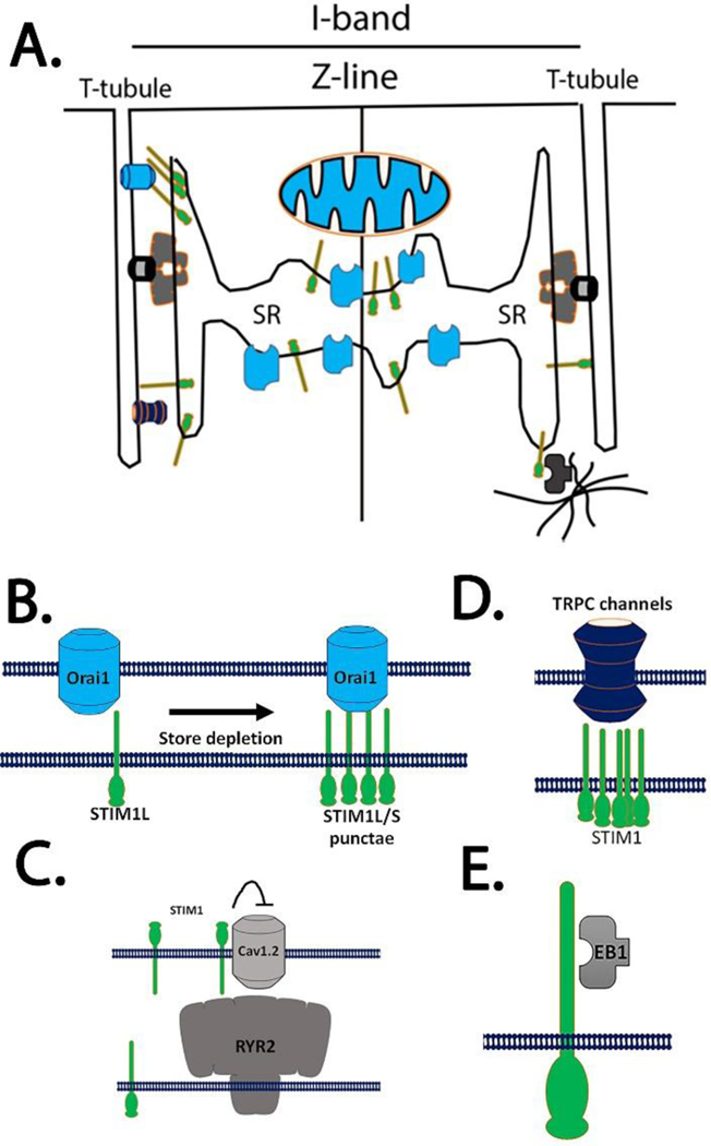 Figure 1: