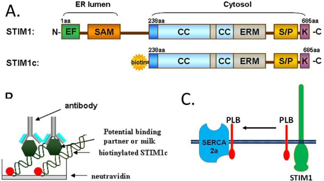 Figure 2: