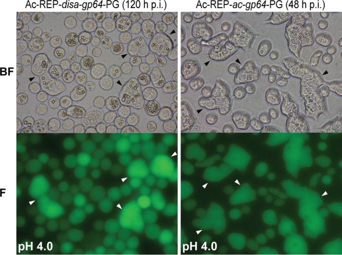 FIG 2