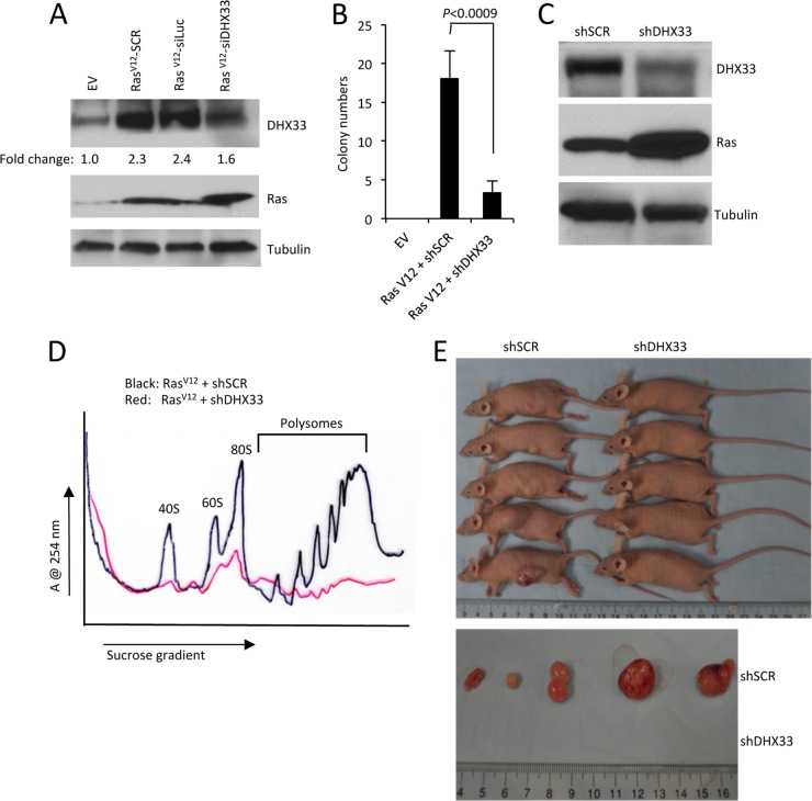 Fig 8