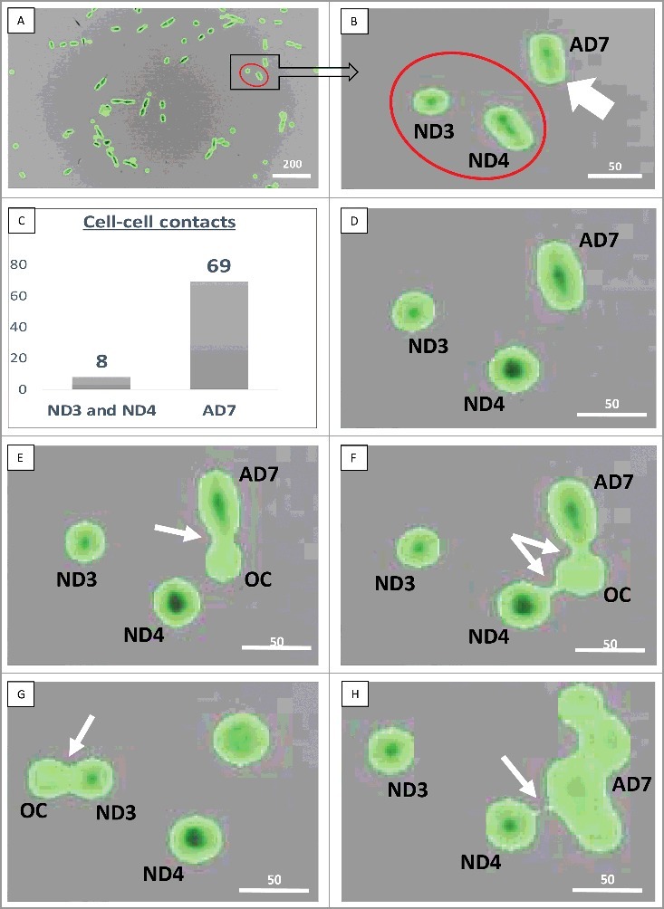 Figure 4.