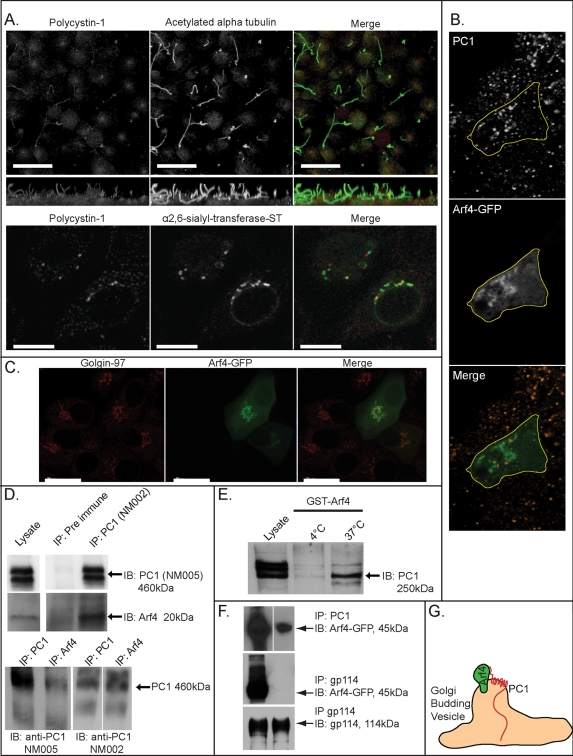 FIGURE 3: