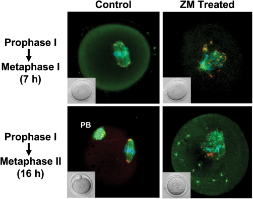 Figure 2: