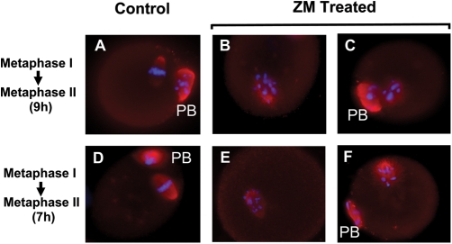 Figure 4: