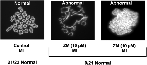 Figure 3: