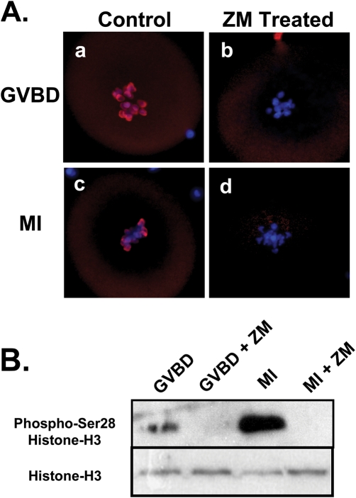 Figure 6: