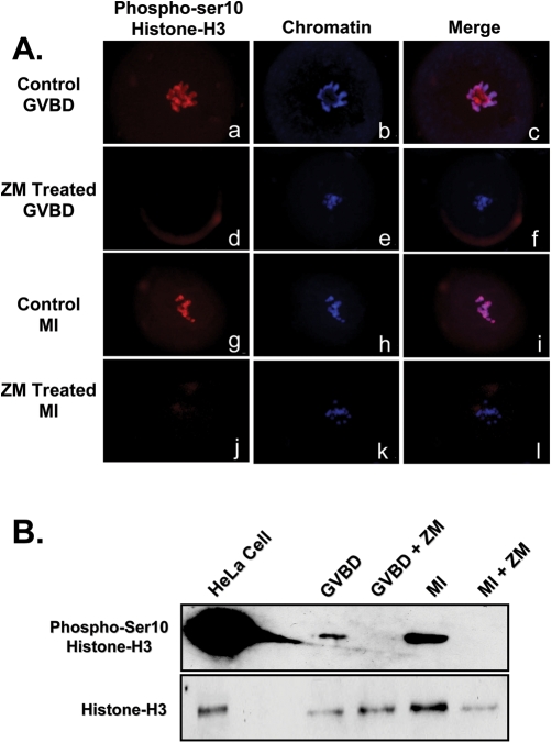 Figure 5: