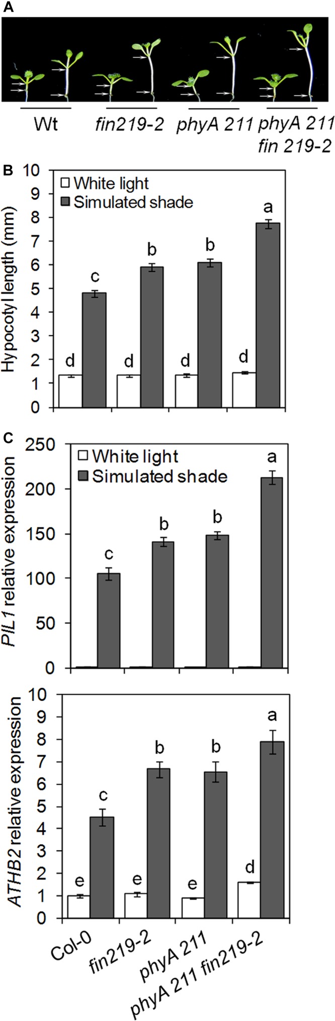 FIGURE 3