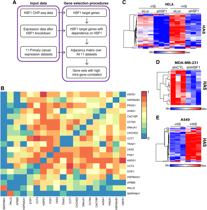 Figure 1. Identification of the HAS. A, The schema for identifying an HSF1 activity signature, which included input data from ChIP-seq data to identify direct targets, followed by removing genes not dependent on HSF1 for their expression and finally generating gene sets that have high intragene correlation. B, Correlation matrix of the 19-gene HAS across 11 cancer datasets. C–E, Heat maps were generated from publicly available expression data from HeLa cells with HSF1 knockdown and/or heat stress (C), MDA-MB-231 cells with or without HSF1 knockdown (D), and A549 cells with or without heat stress (E).