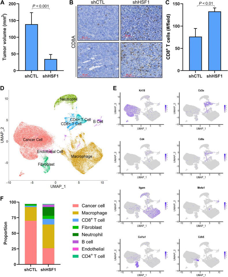 Figure 6. HSF1 Functionally regulates the amount of CD8+ T cells in breast tumors. A, 4T1 cells (5 × 104 cells) with (n = 5) or without (n = 5) HSF1 knockdown were grown orthotopically in Balb/c mice for 3 weeks. Tumor volume at the conclusion of the study is graphed. B, IHC was performed on tumors from A detecting CD8A to identify CD8+ T cells. C, CD8+ T cells from B were quantified for control and HSF1 knockdown tumors by manual counting positive cells in >5 fields of the tumor tissue area. D–F, shCTL and shHSF1 tumors from A were subjected to scRNA-seq. Processed reads were used to map cell clusters for both samples using Seurat 4.2.0. The Uniform Manifold Approximation and Projection (UMAP) integrating both samples is shown in D. These cell types were annotated using expression of specific marker genes for each population, for which a sample of these marker genes is shown in E. The proportion of each cell population was also calculated and graphed in F.