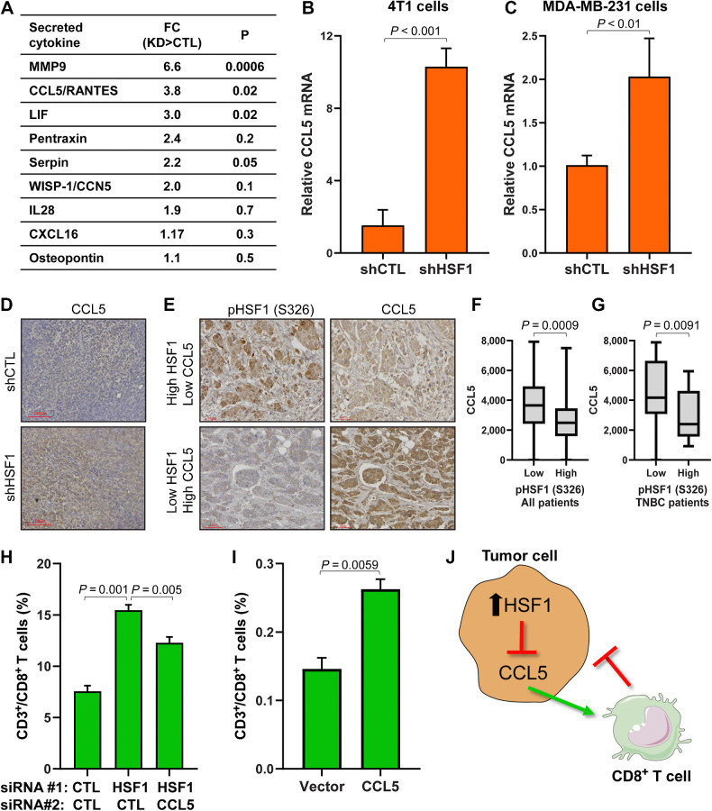 Figure 8. HSF1 suppresses CCL5 to prevent attraction of CD8+ T cells. A, Conditioned media was grown for 72 hours on control or HSF1 knockdown 4T1 cells. Conditioned media was then subjected to a cytokine array detecting over 100 cytokines. Cytokines are ordered by P value and fold change (FC) is calculated as HSF1 knockdown (KD) divided by control (CTL) cells. B and C, CCL5 mRNA levels in control and HSF1 knockdown 4T1 (B) and MDA-MB-231 (C) cells assessed by RT-qPCR. D, IHC of CCL5 in 4T1 control and HSF1 knockdown tumors from Fig. 6A. E, Tumor specimens from Fig. 5 were subjected to IHC for CCL5. CCL5 levels were quantified by QuPath. F, CCL5 levels are plotted in high (n = 46) or low (n = 68) active HSF1 tumors from all patients (n = 114). G, CCL5 levels are plotted in high (n = 21) or low (n = 17) active HSF1 tumors from patients with TNBC (n = 38). H, Conditioned media from 4T1 cells expressing either control, HSF1, or HSF1+CCL5 siRNA were placed in the bottom chamber for the T-cell transwell migration assay. CD8+ T-cell proportions are plotted for each group (n = 5) and statistically compared using one-way ANOVA with Tukey post hoc test. I, Conditioned media from 4T1 cells expressing either empty vector or CCL5-expressing construct were placed in the bottom chamber for the T-cell transwell migration assay. CD8+ T-cell proportions are plotted for each group (n = 3) and statistically compared using one-way ANOVA with Tukey post hoc test. J, Model indicating HSF1 suppresses CCL5 expression and secretion, leading to decreased attraction of CD8+ T cells toward breast cancer cells.