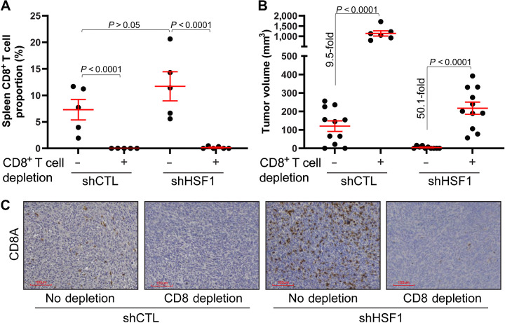 Figure 7. Depletion of CD8+ T cells rescues tumor growth after HSF1 knockdown. A, Balb/c mice were given either PBS control or CD8A antibodies to deplete CD8+ T cells in vivo. Control and HSF1 knockdown cells were then grown orthotopically for 3 weeks. Spleens were collected at the conclusion of the study, dissociated, and cells were subjected to flow cytometry to confirm the depletion of CD8+ T cells. B, Tumor volume at the conclusion of the study from A is plotted. C, Tumor tissue from B was subjected to IHC for CD8A to assess the CD8+ T cells.