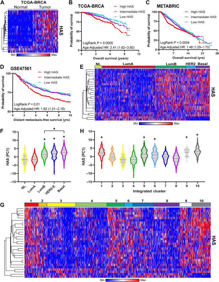 Figure 2. HAS is associated with breast cancer outcomes and molecular subtypes. A, Heat map was generated using matched adjacent normal and tumor expression data from the TCGA-BRCA cohort (n = 100). B–D, Patients in the TCGA-BRCA (B), METABRIC (C), and GSE47561 (D) cohorts were sorted by their HAS scores and Kaplan–Meier plots were generated for overall survival (B and C) or metastasis-free survival (D). Patients in these analyses were separated into equal tertiles based on HAS scores. E and F, Heat map (E) was generated for the HAS of the METABRIC cohort delineated by PAM50 subtype and HAS PC1 scores (F) for each subtype were compared across subtypes via one-way ANOVA with Tukey post hoc test. *, significance compared with normal-like. G and H, Heat map (G) was generated for the HAS of the METABRIC cohort delineated by Integrated METABRIC Clusters and PC1 scores (H) were plotted across Integrated METABRIC Clusters. *, significance compared with the lowest cluster (#3). NL, normal-Like; LumA, luminal A; LumB, luminal B; HER2-E, HER2-enriched.