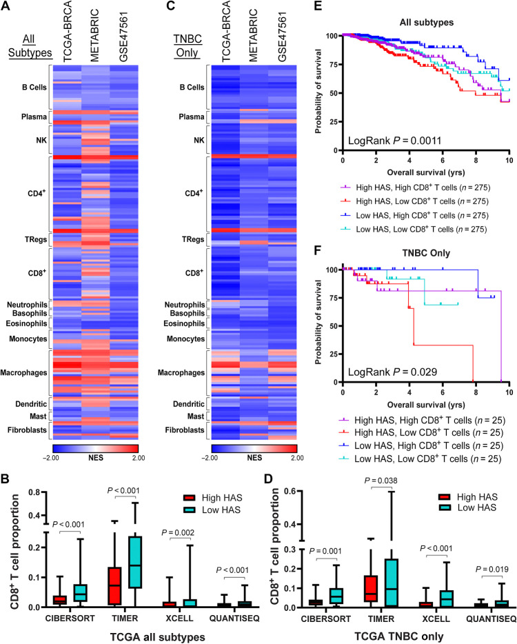 Figure 4. HAS is negatively associated with presence of CD8+ T cells. A, GSEA was performed in TCGA-BRCA, METABRIC, and GSE47561 cohorts with patients separated into high or low HAS scores. Signatures for immune cell types were assessed for enrichment with high or low HAS patients. Normalized enrichment scores (NES) are plotted on a heat map. B, CD8+ T-cell proportions were estimated in the TCGA-BRCA cohort using the indicated deconvolution algorithms and plotted for high and low HAS patients. C, GSEA was performed as in A using only patients with TNBC in the TCGA-BRCA cohort. D, CD8+ T-cell proportions were estimated in patients with TNBC in the TCGA-BRCA cohort using the indicated deconvolution algorithms and plotted for patients with high and low HAS. E and F, Patients in the TCGA-BRCA cohort were separated by HAS scores and CD8+ T-cell proportions estimated by CIBERSORT and Kaplan–Meier graphs were plotted for patient outcomes using patients from all subtypes (E) or only patients with TNBC (F). Sample size for each group is indicated in the graph legend. Log-rank test was used to compute P values. NK, natural killer cells; Tregs, T regulatory cells.