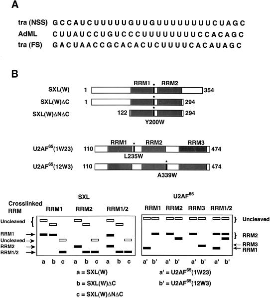 FIGURE 1.