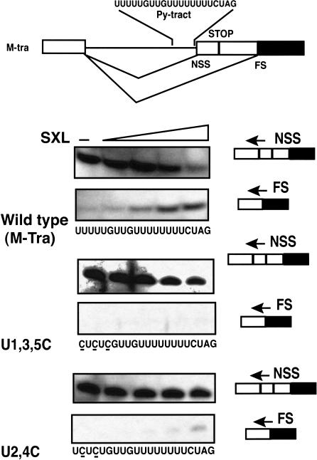 FIGURE 5.