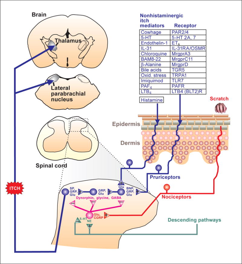 Fig. 1