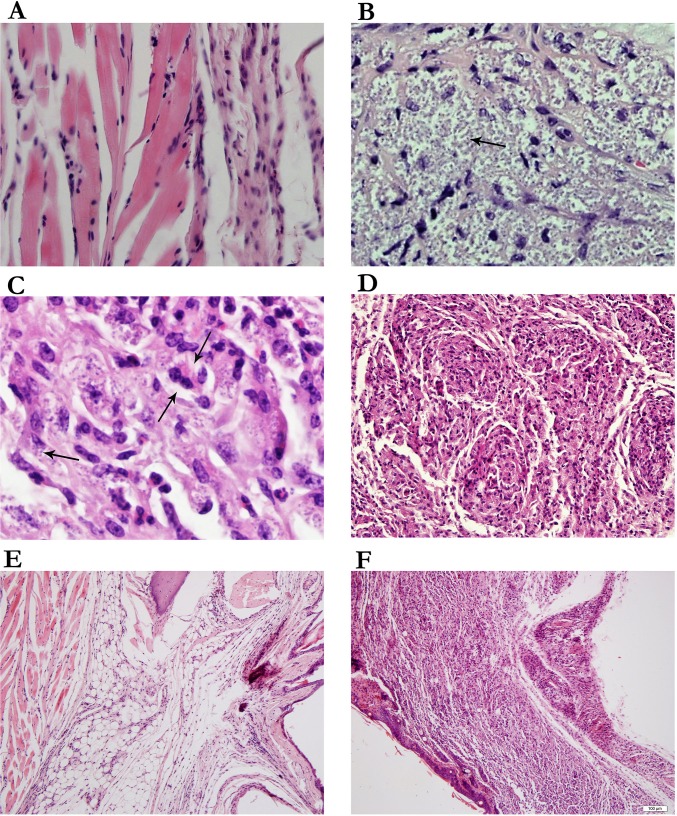 Fig 6