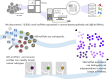 Graphical Abstract