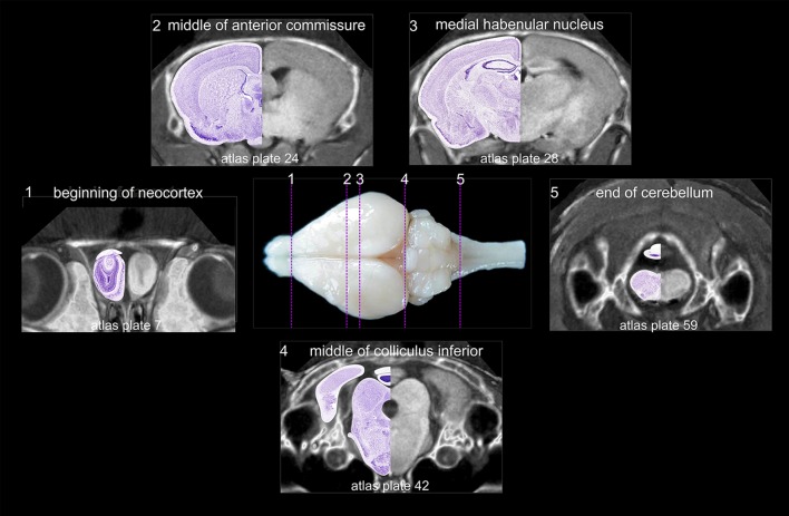 Fig. 3